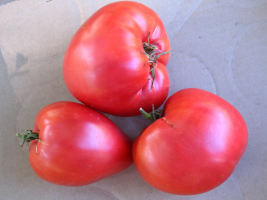 6 rumah kaca tomat tinggi dan berkembang biak Siberia knalpot
