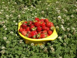 5 tips untuk tukang kebun yang ingin mengubah tempat strawberry