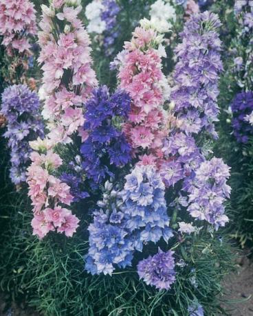 The delphinium tahunan secara aktif menyebarkan diri penyemaian. Menyadari hal ini, dan memotong kuntum pada waktu yang tepat, jika tahun depan tidak ingin melihat tanaman di tempat yang paling tak terduga