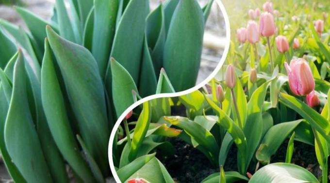 Meskipun varietas tulip sangat banyak dan semua yang prinsip pertumbuhan tanaman berumbi beragam adalah sama untuk semua. Foto: ogorod.ru