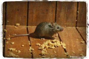 Sebagai salep, "Vishnevsky," membantu saya untuk menyingkirkan tikus di dalam negeri