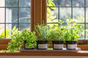 Apa yang Anda dapat tumbuh sayuran dan rempah-rempah di balkon apartemen