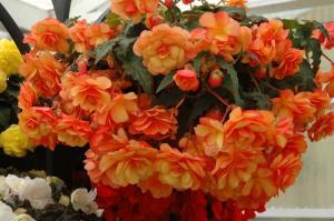 Ampelnye begonia menghias rumah Anda, balkon dan taman! Foto dan deskripsi