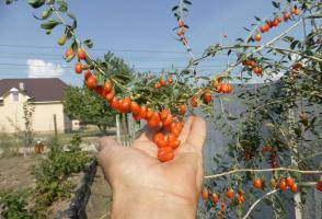 Bagaimana untuk tumbuh Goji berry di tanah terbuka di negeri ini.