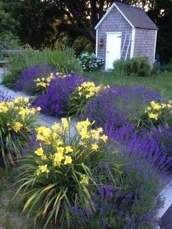 pilihan yang bagus lavender dekoratif penanaman lain