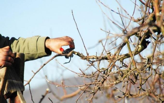 tukang kebun peduli host di kebun apel di musim gugur! (Bees.agrogro.ru)