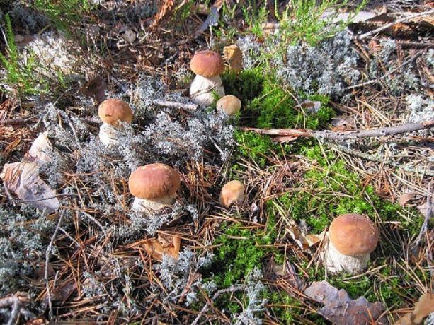 jamur putih di habitat alami mereka