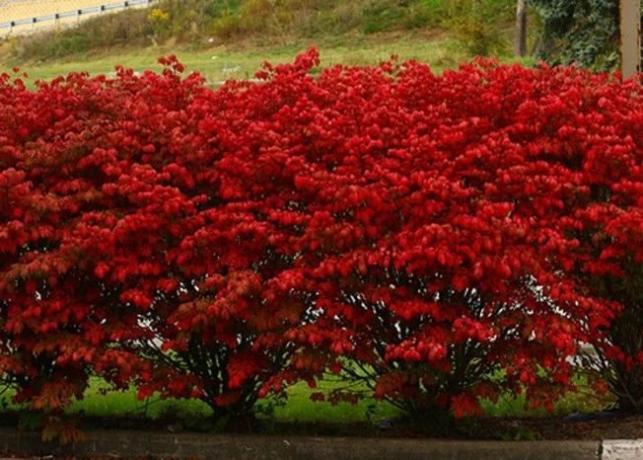 daun merah di musim gugur Euonymus (landas.ru)