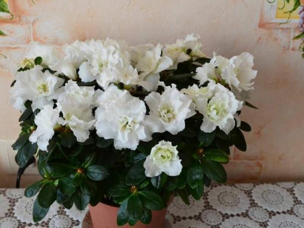pengantin ini - azalea putih