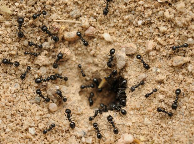 Menyingkirkan semut menggunakan soda | Berkebun & Hortikultura