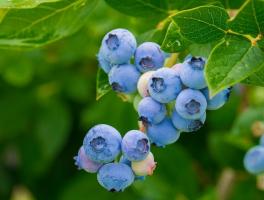 Cara benar mempersiapkan blueberry musim dingin