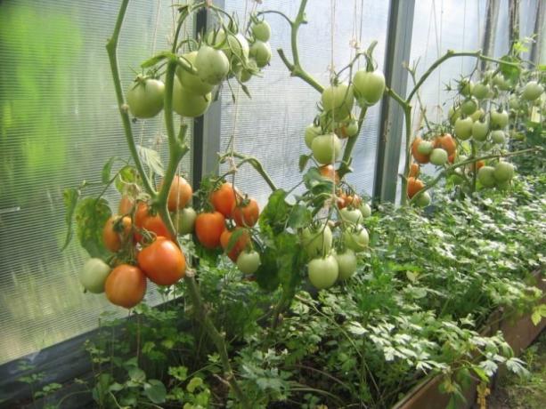 Pematangan tomat di rumah kaca dapat dipercepat! (Mojateplica.ru)