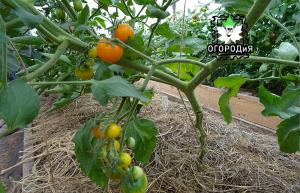 Saat melepas dari daun tomat, panduan langkah demi langkah