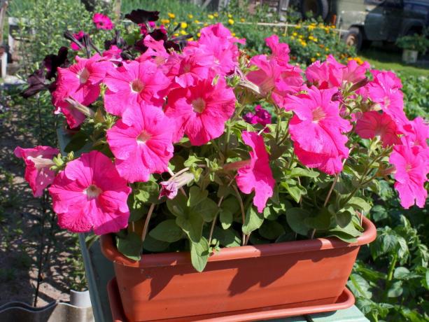 Saya selalu membeli varietas hibrida petunia. bunga Mark F1 mereka lebih besar, warna - cerah dan sangat mekar - banyak lagi!