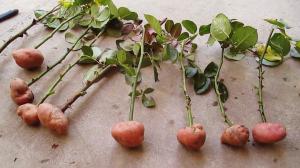3 metode yang efektif untuk mempercepat pertumbuhan akar stek