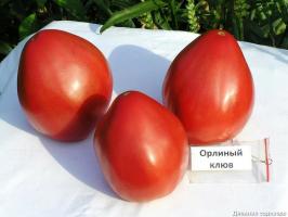 4 varietas tomat terbaik untuk rumah kaca dan tanah terbuka. Top disusun oleh para ahli.