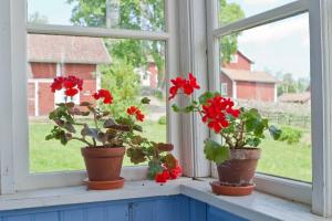 Untuk jendela yang lebih baik untuk menempatkan geranium, anggrek, violet dan Spathiphyllum