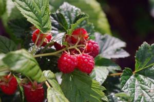 Bagaimana meningkatkan panen raspberry? nasihat profesional