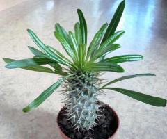 Pachypodium: perawatan di rumah dan propagasi