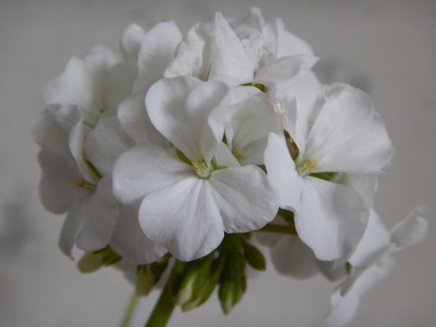 Putih geranium - salah satu favorit saya! foto pribadi