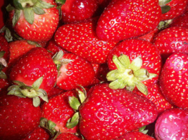 Semak-semak Strawberry untuk kering, apa yang harus dilakukan?