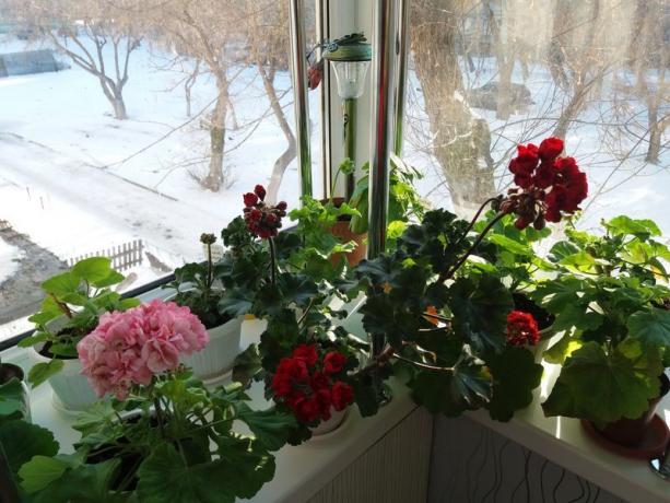 Jika geranium Anda mekar di musim dingin, "masa dormansi" itu tidak diperlukan. Saya percaya bahwa tanaman sendiri tahu bagaimana cara terbaik