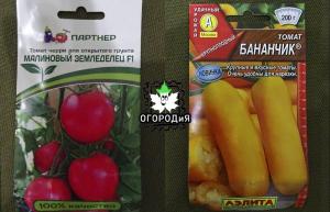 Varietas pernikahan dan hibrida tomat