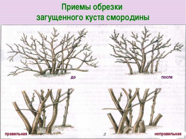 Menebang cabang tua pada akar! ( https://fs00.infourok.ru/images/doc/141/163702/img17.jpg)