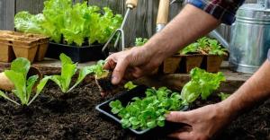 Mana tanaman dan sayuran dapat ditanam di tempat teduh.