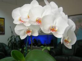 Phalaenopsis akan mekar megah: pot dan tanah