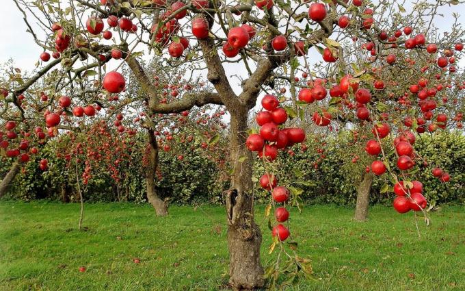 pohon apel - centenarians nyata!