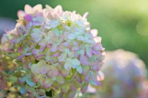 Musim dingin stek partikulat hydrangea