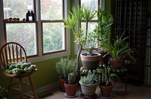 5 tanaman rumah tropis yang memerlukan sedikit atau tidak ada pemeliharaan