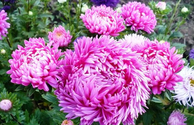 aster merah muda besar di petak bunga: cantik mekar