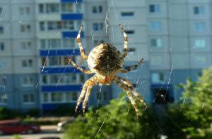 Mengapa tidak bisa menyentuh laba-laba yang tinggal di rumah Anda.