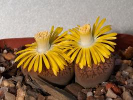 Lithops: batu atau tanaman?