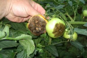Juli - waktu pengolahan wajib tomat terhadap Phytophthora. Kebutuhan untuk proses.
