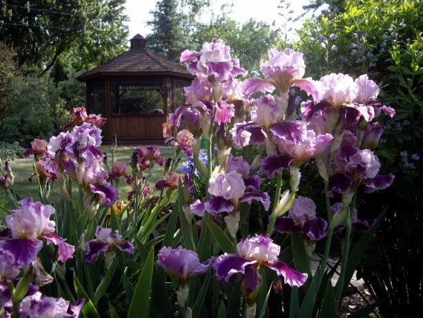 Di Rusia, iris disebut iris pada orang, dan di negara tetangga Ukraina - Pivnik, saya berarti ayam