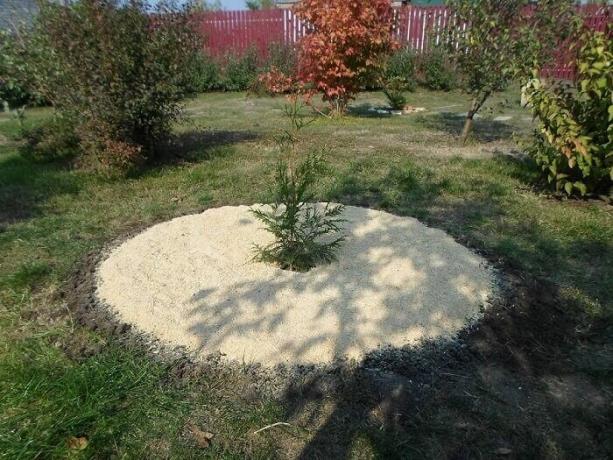 Itulah cara Anda dapat zamulchirovat menanam pohon atau semak dengan serbuk gergaji