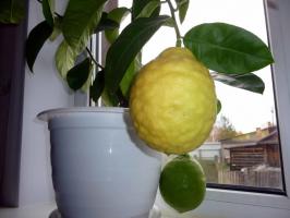 Memilih rumah yang cocok untuk berbagai lemon dengan benar