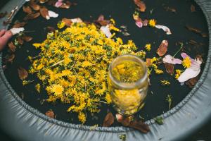 Cara membuat pupuk berharga bagi penanaman kebun dari dandelion muda