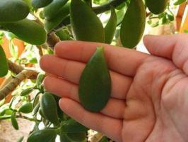 Mengapa Crassula (pohon uang) membersihkan daun: penyebab dan solusi untuk masalah ini