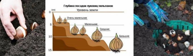 Sebuah contoh ilustrasi diagram. Diambil dari mirfermera.ru