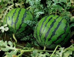 Bidang Melon di tengah: bagaimana untuk tumbuh semangka merah dan manis