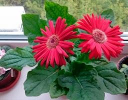 5 tanaman hias terbaik untuk jendela cerah tanpa liku-liku