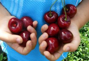 Cherry - varietas yang paling besar berbuah dan dingin-tahan.