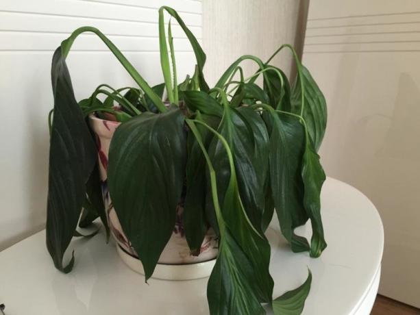 Baik diisi Spathiphyllum