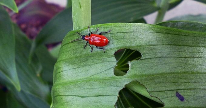 Hi, aku - treschalka kumbang dan saya akan makan tanaman Anda! musuh Foto: tonilelandgardengate.blogspot.com