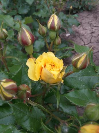 mawar kuning favorit saya di kebun membutuhkan tempat berlindung