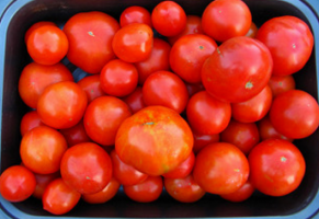 Ketika tomat tabur, dalam apa kerangka waktu? Tips untuk pemula